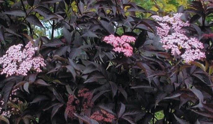 SAMBUCUS nigra 'Black Beauty'® - Sureau noir 'Black Beauty'®