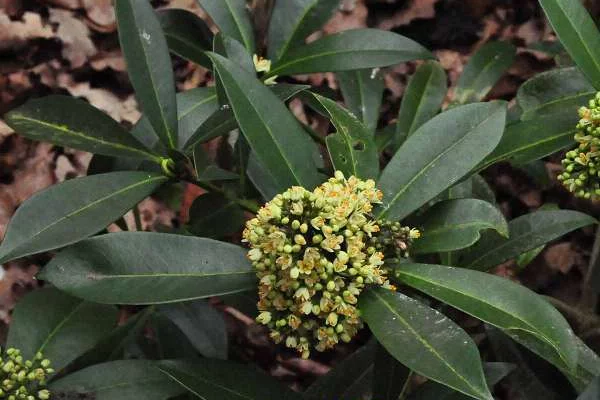 SKIMMIA confusa 'Kew Green'