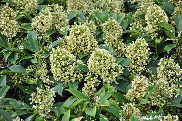 SKIMMIA confusa 'Kew Green'