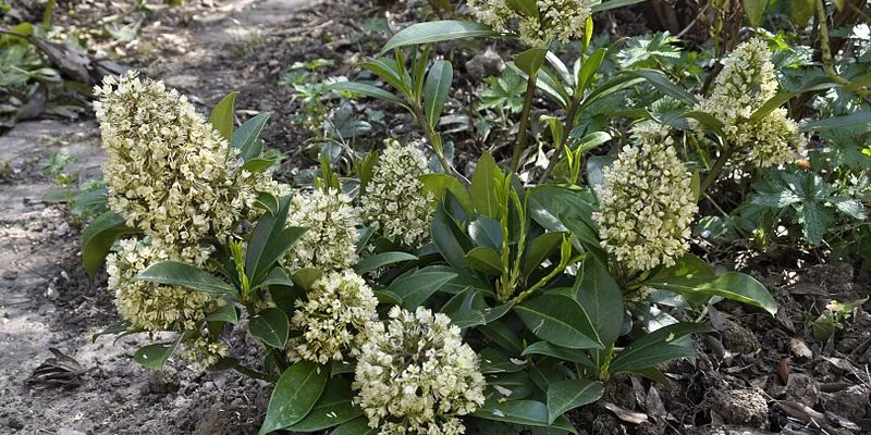 SKIMMIA confusa 'Kew Green'