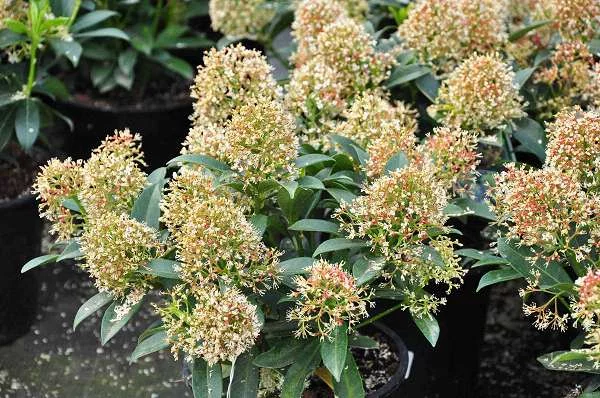 SKIMMIA japonica 'Godrie's Dwarf'