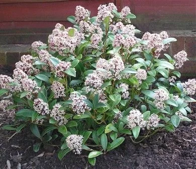 SKIMMIA japonica 'Godrie's Dwarf'