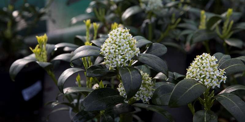 SKIMMIA japonica 'Kew White'