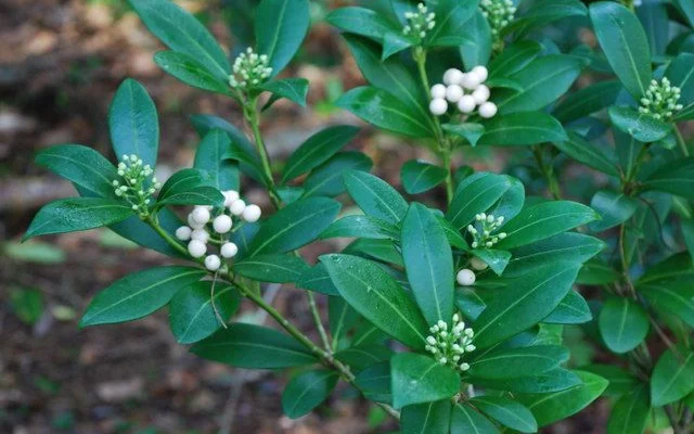 SKIMMIA japonica 'Kew White'