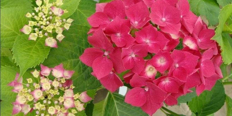 HYDRANGEA macrophylla 'Leuchtfeuer' - Hortensia