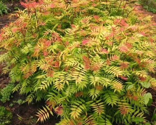 SORBARIA sorbifolia 'Sem'® - Fausse spirée