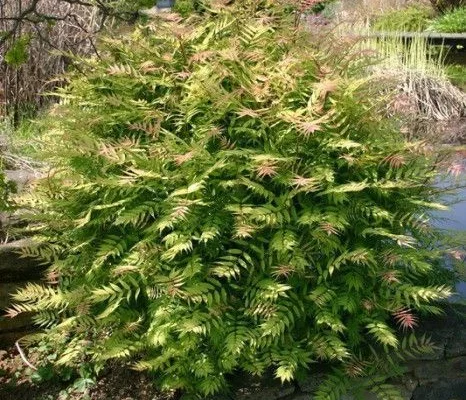 SORBARIA sorbifolia 'Sem'® - Fausse spirée