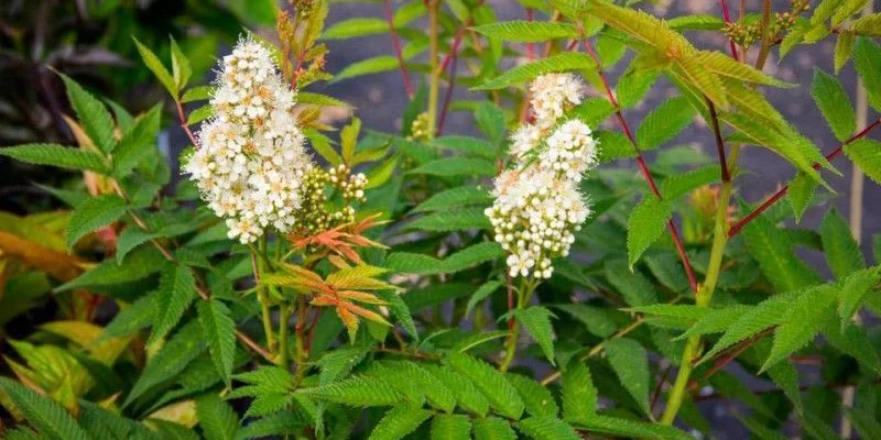 SORBARIA sorbifolia 'Sem'®