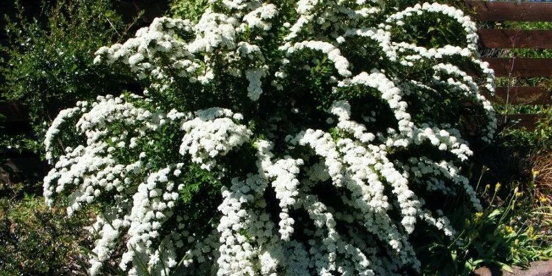 SPIRAEA cinerea 'Graciosa' - Spirée arguta 'Graciosa'