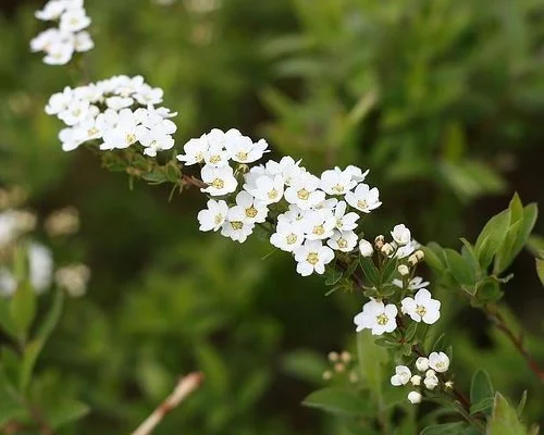 SPIRAEA cinerea 'Graciosa' - Spirée arguta 'Graciosa'
