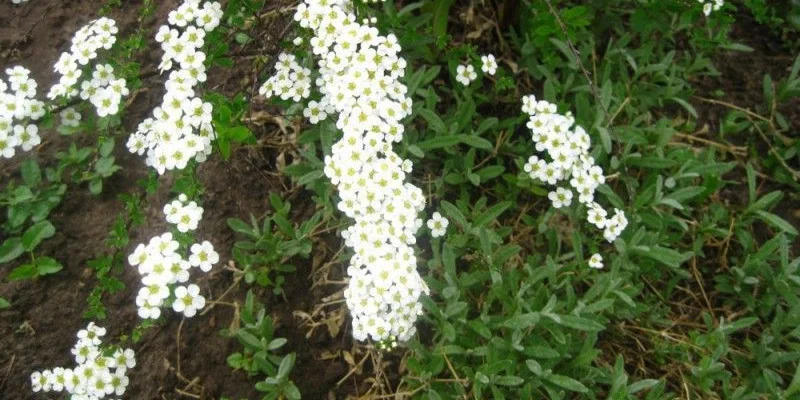 SPIRAEA cinerea 'Graciosa' - Spirée arguta 'Graciosa'