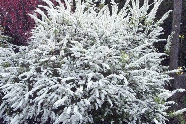SPIRAEA cinerea 'Graciosa' - Spirée arguta 'Graciosa'