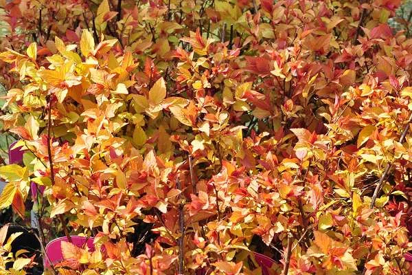 SPIRAEA japonica 'Firelight' - Spirée japonaise dorée