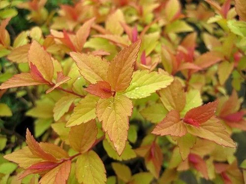 SPIRAEA japonica 'Firelight' - Spirée japonaise dorée