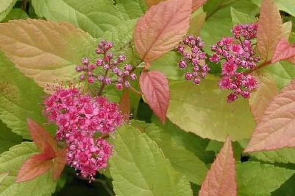 SPIRAEA japonica 'Firelight' - Spirée japonaise dorée