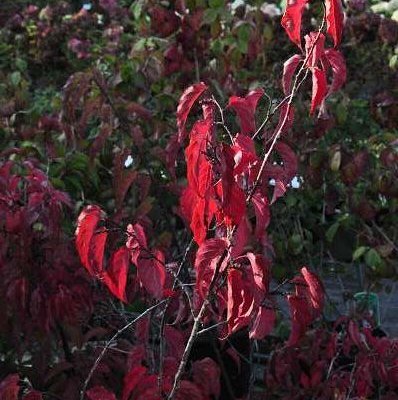 STACHYURUS praecox - Arbuste à floraison hivernal