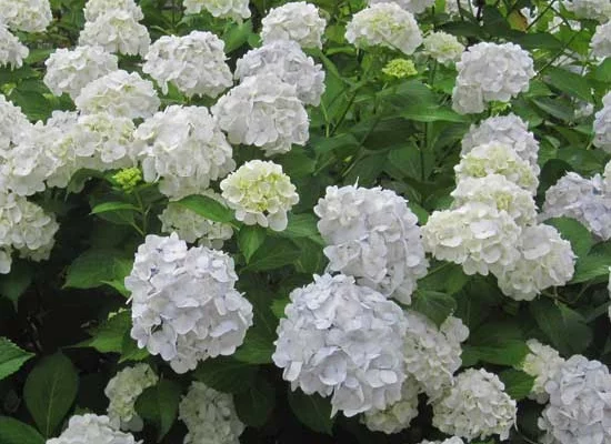 HYDRANGEA macrophylla 'Mme Emile Mouillère' - Hortensia