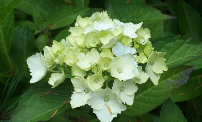 HYDRANGEA macrophylla 'Mme Emile Mouillère' - Hortensia