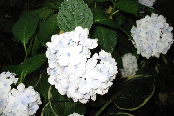 HYDRANGEA macrophylla 'Mme Emile Mouillère' - Hortensia à fleurs blanches 'Mme emile Moullière'