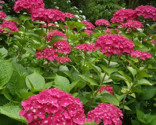 HYDRANGEA macrophylla 'Rosita' - Hortensia