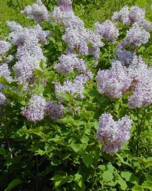 SYRINGA patula 'Miss Kim' - Lilas de chine, Lilas de Mandchourie