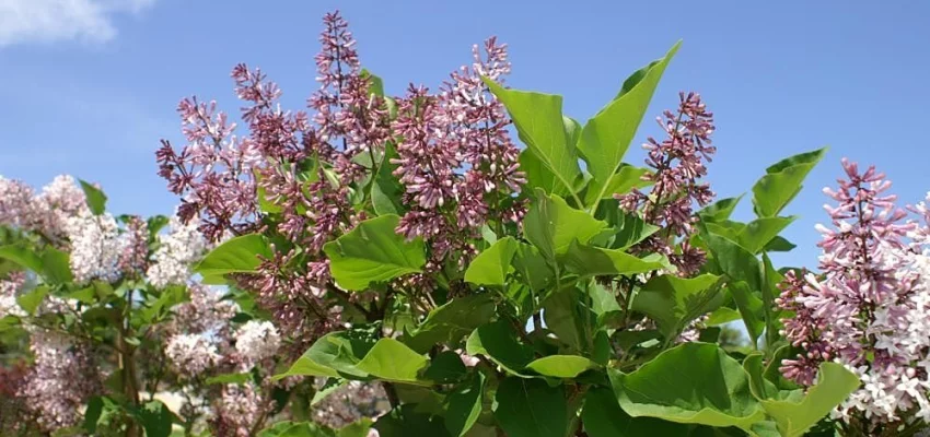 SYRINGA patula 'Miss Kim' - Lilas de chine, Lilas de Mandchourie