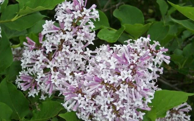 SYRINGA patula 'Miss Kim' - Lilas de chine, Lilas de Mandchourie