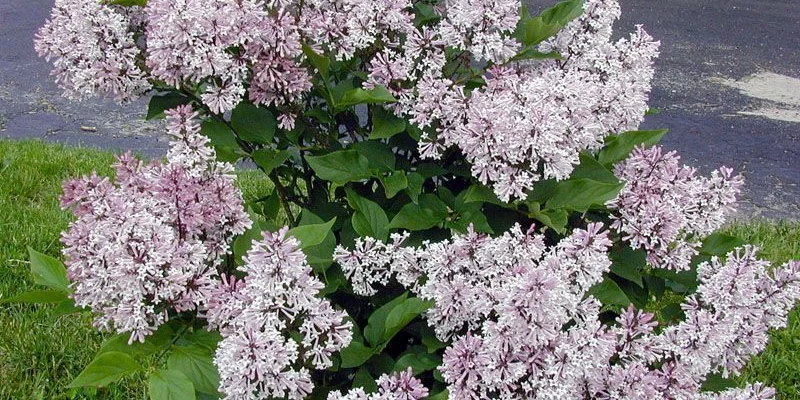 SYRINGA patula 'Miss Kim' - Lilas de chine, Lilas de Mandchourie