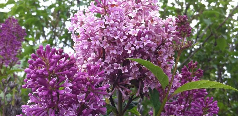 SYRINGA prestoniae 'Minuet' - Lilas