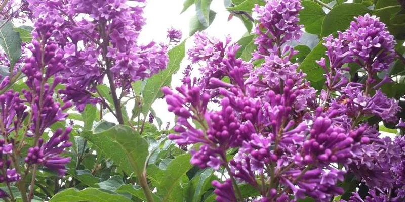 SYRINGA prestoniae 'Minuet' - Lilas