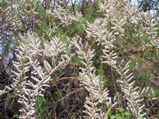 TAMARIX ramosissima 'Hulsdonk White'® - Tamaris blanc, tamaris d'été