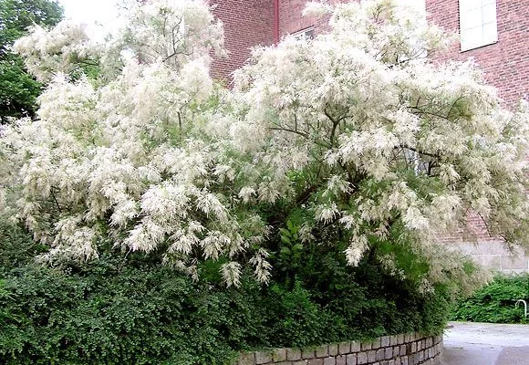 TAMARIX ramosissima 'Hulsdonk White'® - Tamaris blanc, tamaris d'été