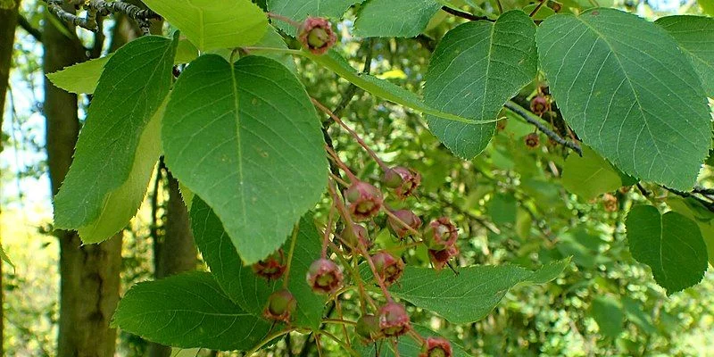 AMELANCHIER laevis - Amélanchier lisse