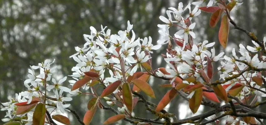 AMELANCHIER laevis - Amélanchier lisse