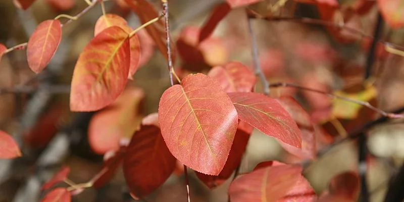 AMELANCHIER laevis - Amélanchier lisse