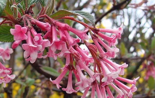 VIBURNUM bodnantense 'Charles Lamont' - Viorne d'hiver 'Charles Lamont'