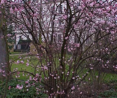 VIBURNUM bodnantense 'Charles Lamont' - Viorne d'hiver 'Charles Lamont'