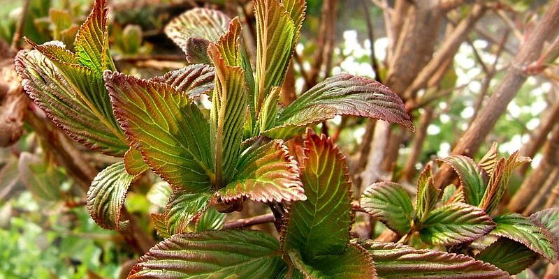 VIBURNUM bodnantense 'Charles Lamont' - Viorne d'hiver 'Charles Lamont'