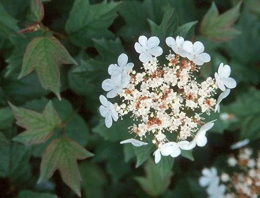 VIBURNUM opulus 'Nanum' - Viorne obier naine