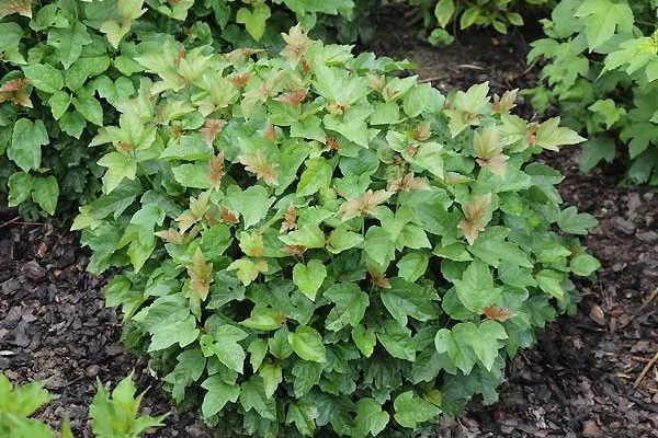 VIBURNUM opulus 'Nanum' - Viorne obier naine