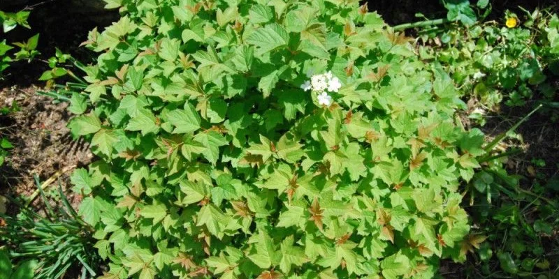 VIBURNUM opulus 'Nanum' - Viorne obier naine