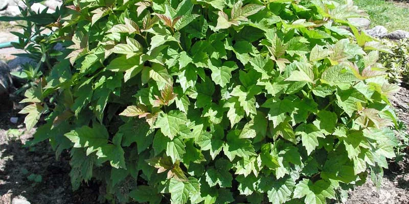 VIBURNUM opulus 'Nanum' - Viorne obier naine