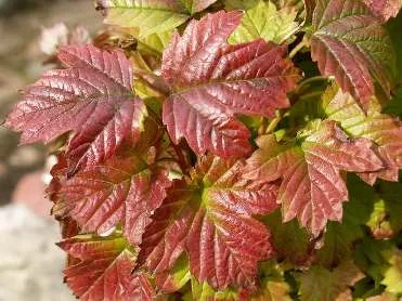 VIBURNUM opulus 'Nanum' - Viorne obier naine