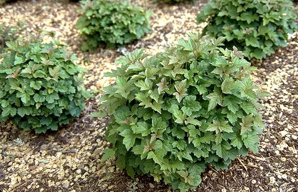 VIBURNUM opulus 'Nanum' - Viorne obier naine