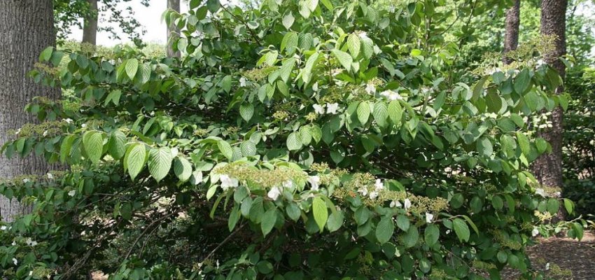 VIBURNUM plicatum 'Tomentosum' - Viorne de chine 'Tomentosum'