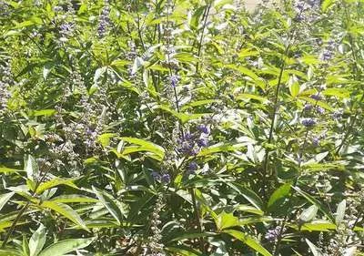 VITEX agnus-castus 'Latifolia' - Gatillier, Arbre au poivre