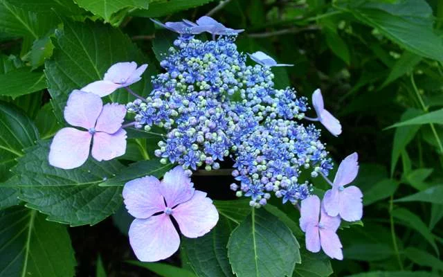 HYDRANGEA macrophylla 'Mariesii Perfecta' - Hortensia à fleurs plates bleues 'Mariesii Perfecta'