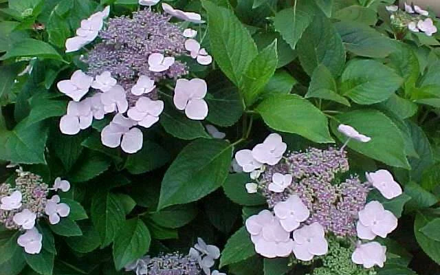 HYDRANGEA macrophylla 'Mariesii Perfecta' - Hortensia à fleurs plates bleues 'Mariesii Perfecta'