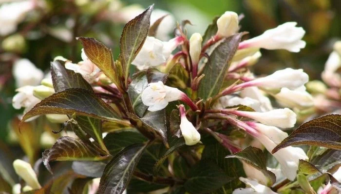 WEIGELIA 'Ebony and Ivory' - Weigéla, Weigélie fleurie