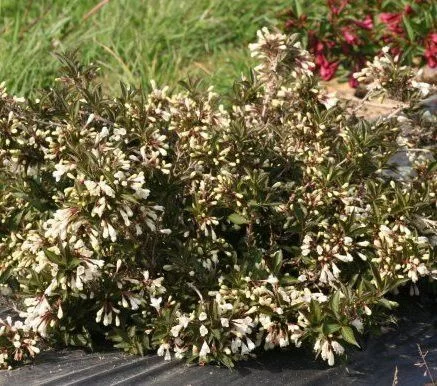 WEIGELIA 'Ebony and Yvory'